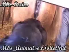 Black dog enjoys licking horse s twat in the stables